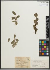 Foto von Salix myrsinites L. x Salix phylicifolia L.